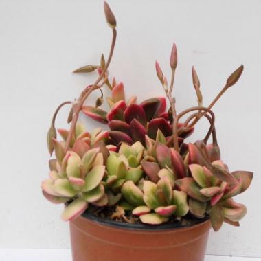 Anacampseros sunrise